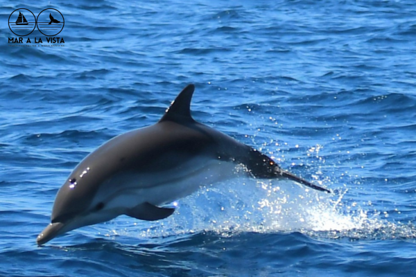Dofí a prop del litoral català