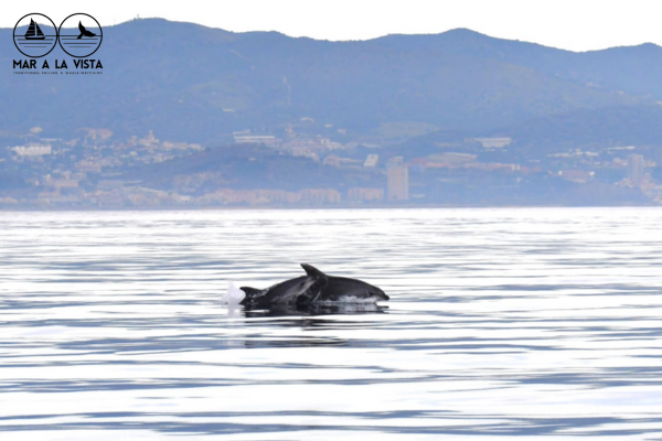 Cetacis a prop del litoral català