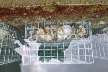 El Port Olímpic inicia una prova pilot per fomentar la biodiversitat al seu fons marí