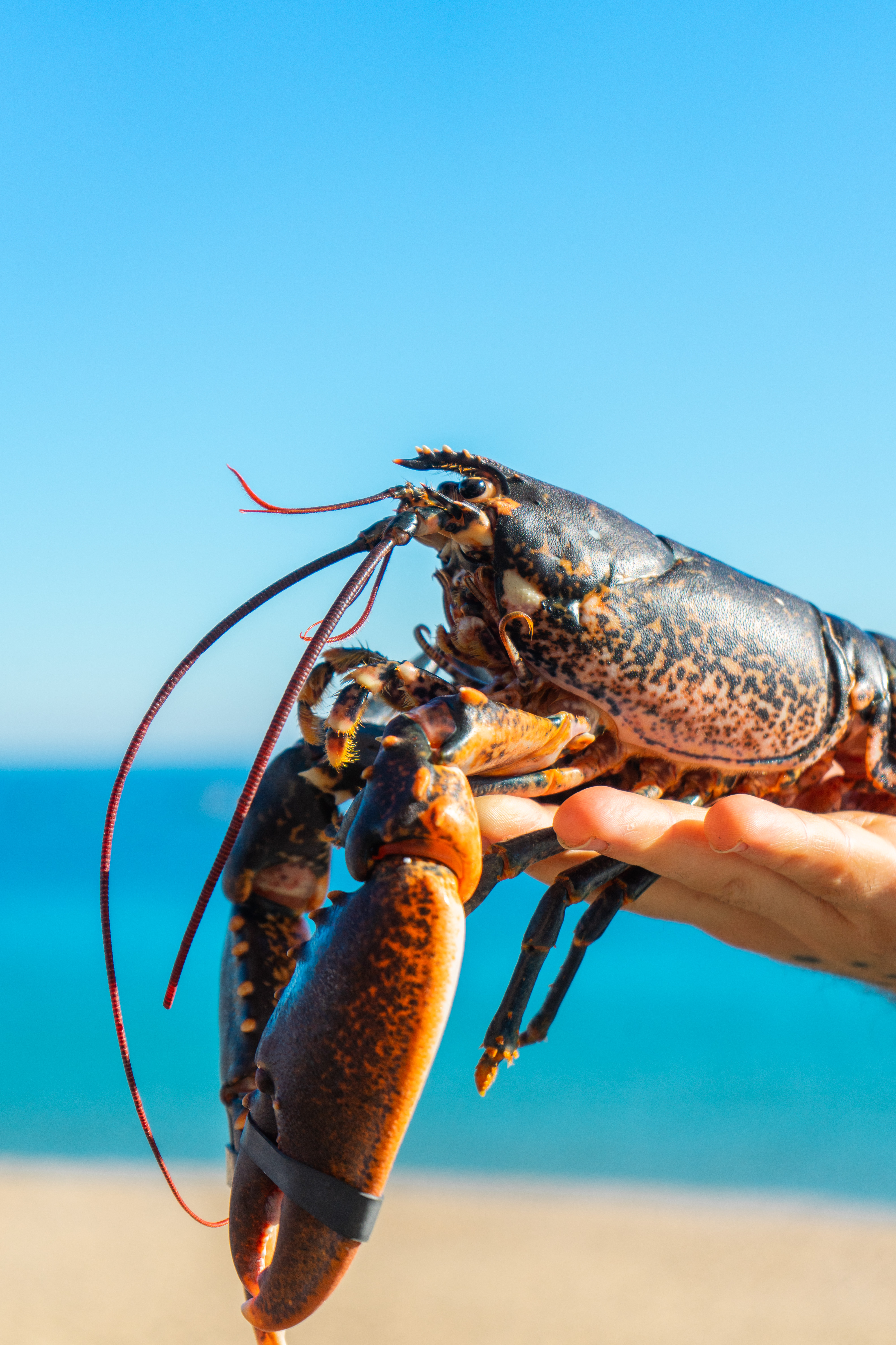 Kresala - Gastronomia