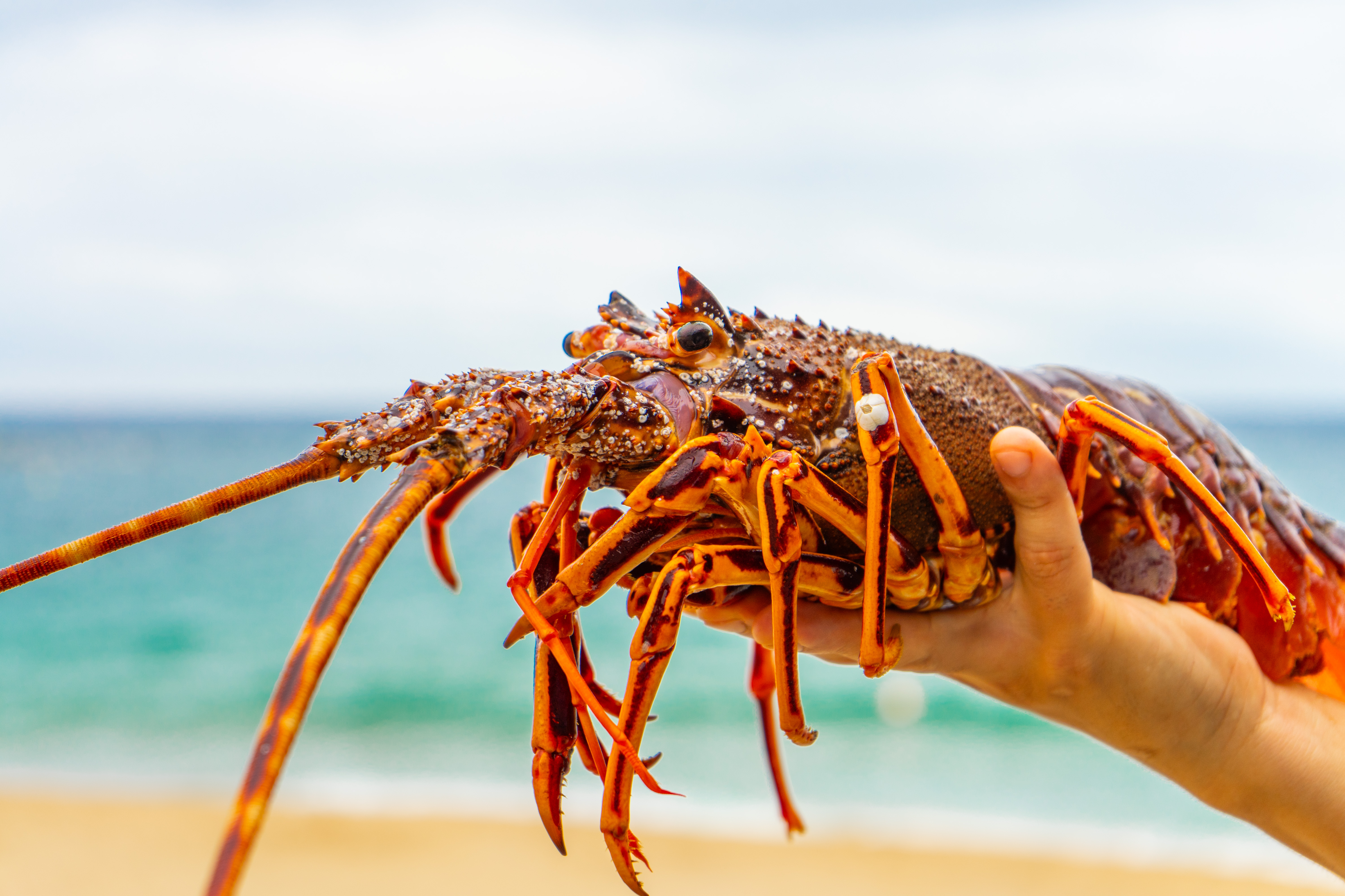 Kresala - Gastronomia