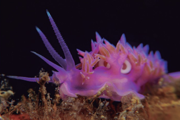 taller d'invertebrats