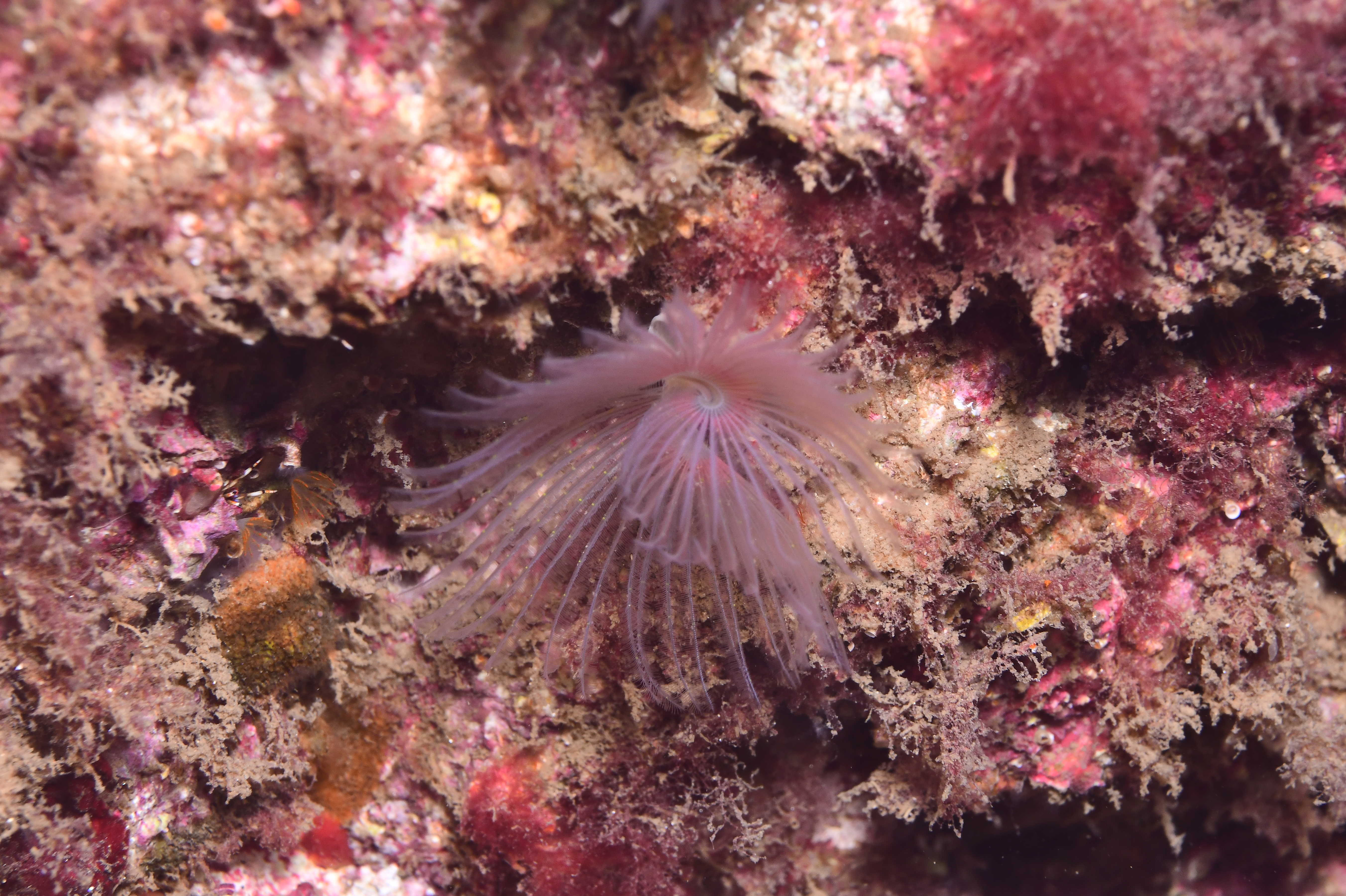 Detrás del azul: Un Mediterráneo por descubrir