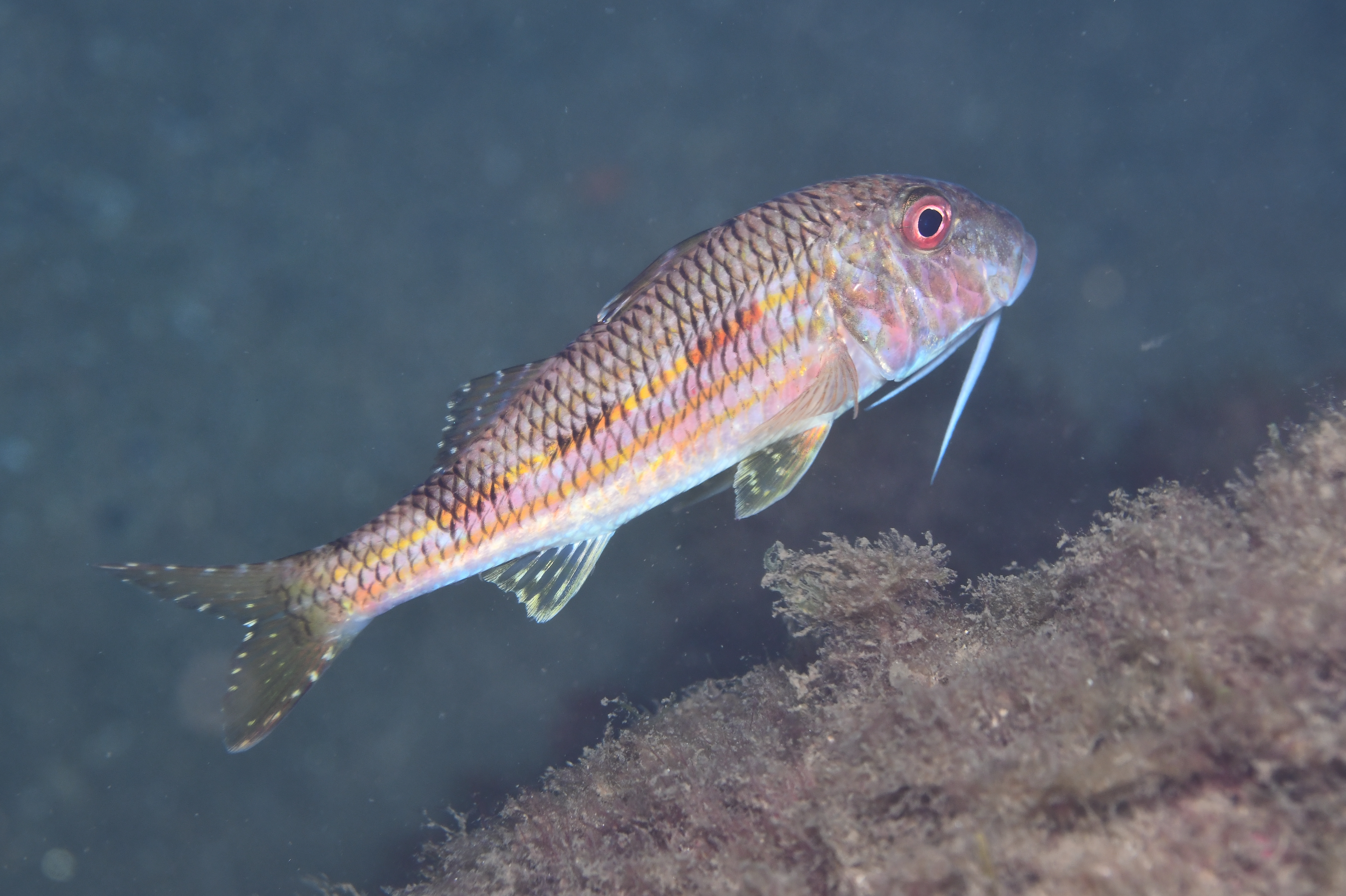 biodiversitat port olimpic
