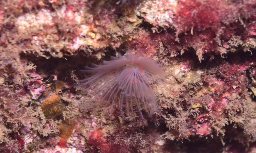 Detrás del azul: Un Mediterráneo por descubrir